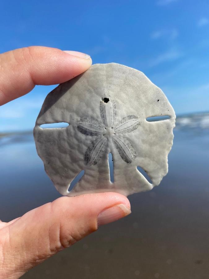 Uverito Sand Dollar B&B Las Tablas Dış mekan fotoğraf